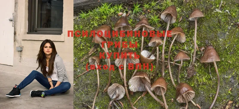 Галлюциногенные грибы MAGIC MUSHROOMS  закладка  Гдов 